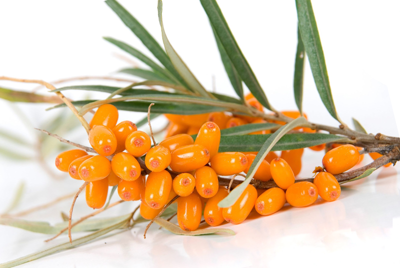 Sea buckthorn перевод. Sea Buckthorn Элантра. Sea Buckthorn aley. Sea Buckthorn Conditioner. Sea Buckthorn aley Sapling.