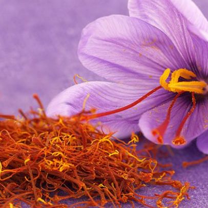 TÌNH YÊU CÂY CỎ ĐV 6 - Page 37 64056bf6-saffron-bulbs-india