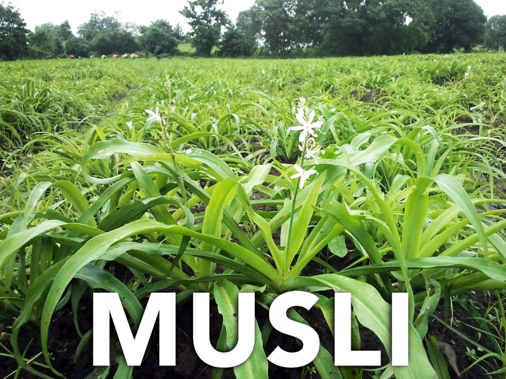 Hình ảnh Musli là gì? Công dụng nổi bật